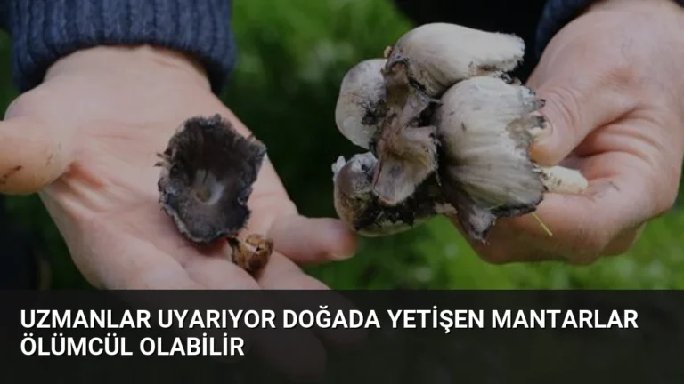 Uzmanlar Uyarıyor Doğada Yetişen Mantarlar Ölümcül Olabilir
