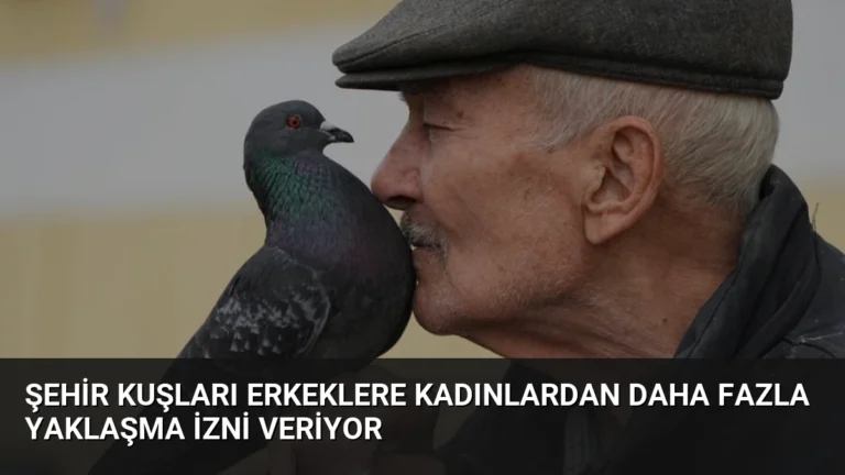 Şehir Kuşları Erkeklere Kadınlardan Daha Fazla Yaklaşma İzni Veriyor