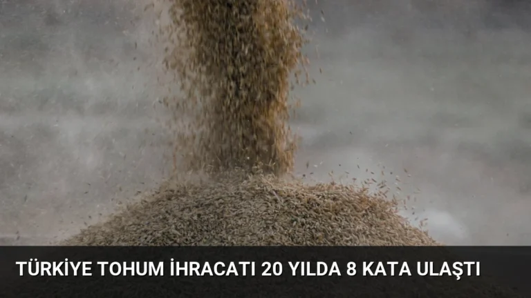 Türkiye Tohum İhracatı 20 Yılda 8 Kata Ulaştı
