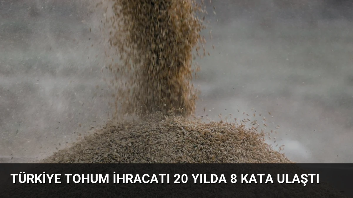Türkiye Tohum İhracatı 20 Yılda 8 Kata Ulaştı