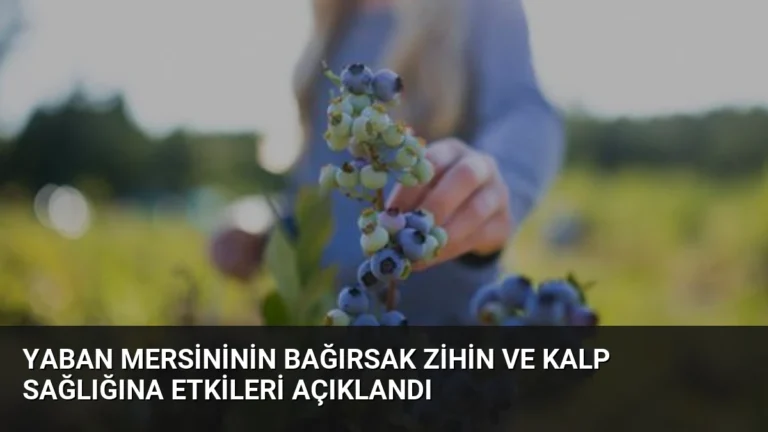Yaban Mersininin Bağırsak Zihin ve Kalp Sağlığına Etkileri Açıklandı