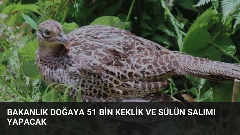 Bakanlık Doğaya 51 Bin Keklik ve Sülün Salımı Yapacak