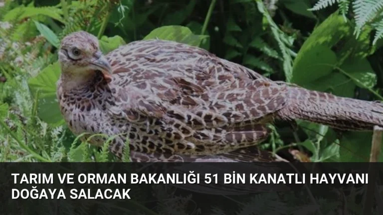Tarım ve Orman Bakanlığı 51 Bin Kanatlı Hayvanı Doğaya Salacak