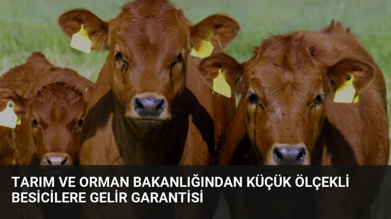Tarım ve Orman Bakanlığından Küçük Ölçekli Besicilere Gelir Garantisi