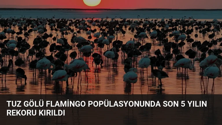 Tuz Gölü Flamingo Popülasyonunda Son 5 Yılın Rekoru Kırıldı