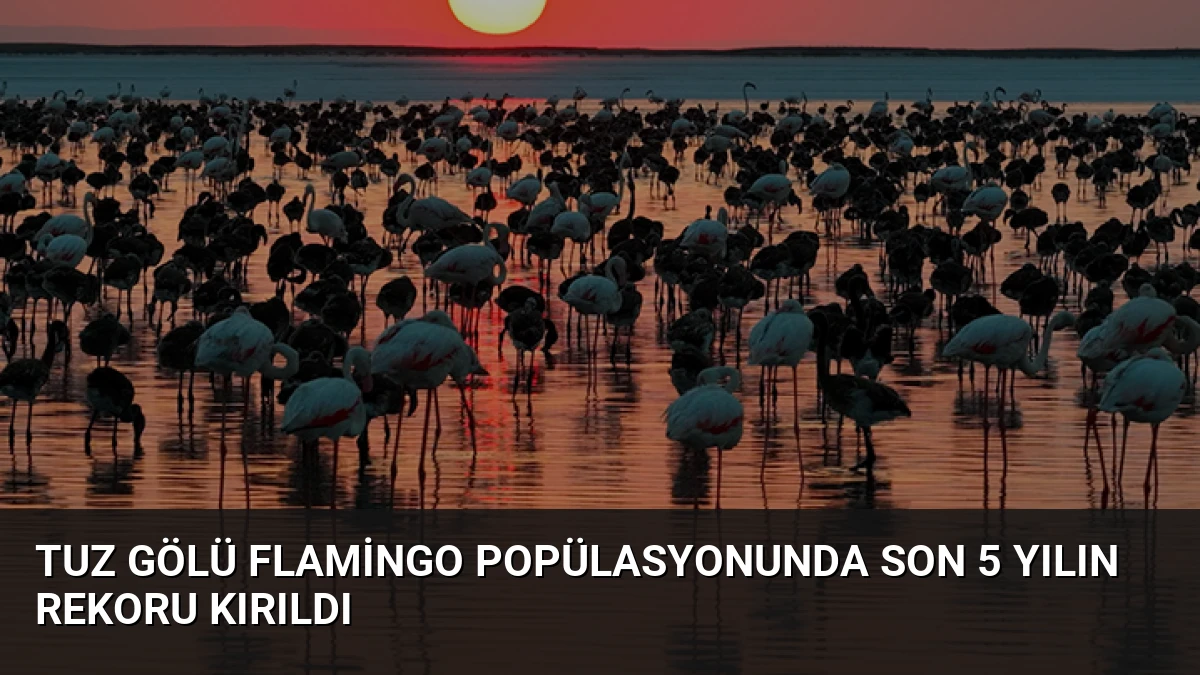 Tuz Gölü Flamingo Popülasyonunda Son 5 Yılın Rekoru Kırıldı