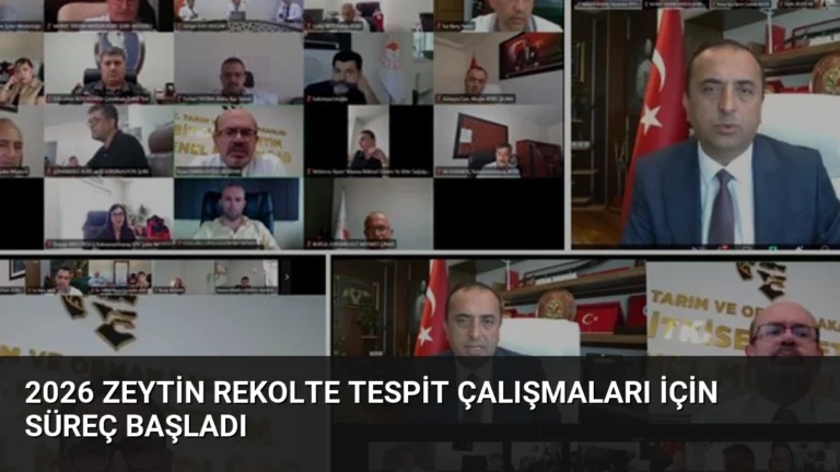 2026 Zeytin Rekolte Tespit Çalışmaları İçin Süreç Başladı